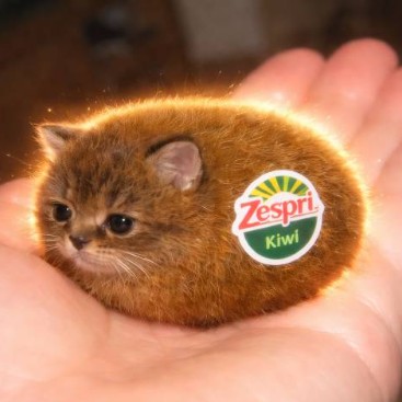 The Fruit Cat: a tiny kiwi-shaped kitten resting in a hand
